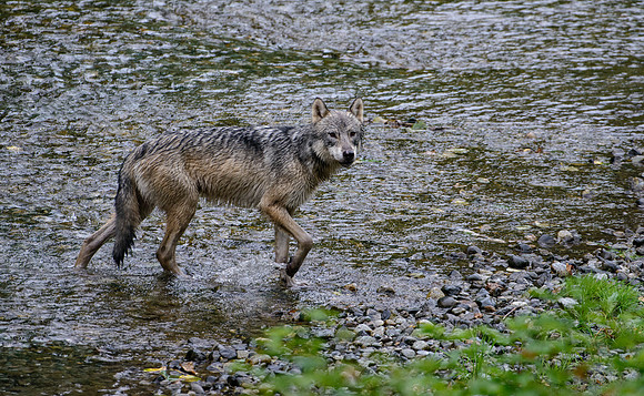 spotted