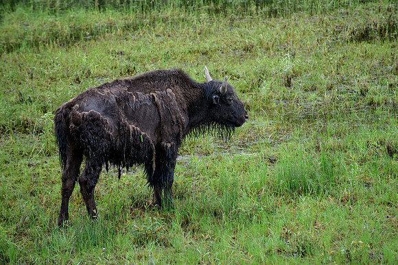 Canadian Wood Buffalo in Spring