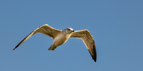 Puerto Penasco (Rocky Point), Mexico
