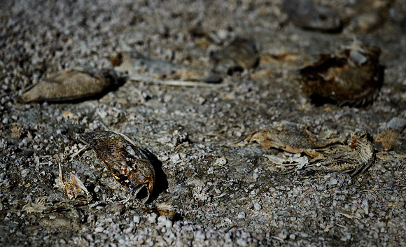 Salton Sea, CA