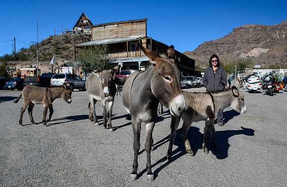 Wild donkeys (burros) in Oatman, AZ