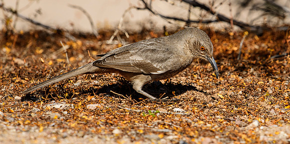 Birds in Organ Pipe Cactus NM, AZ