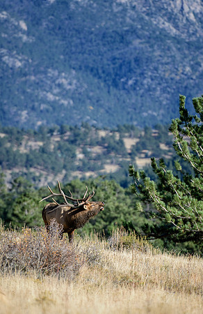 Mountain Bugle