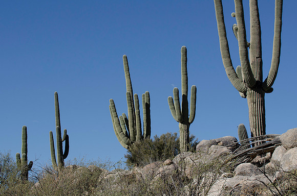 Tucson / Catalina State Park