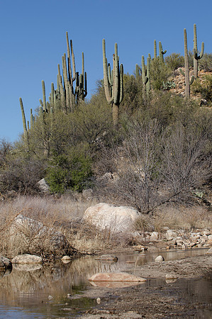 Tucson / Catalina State Park
