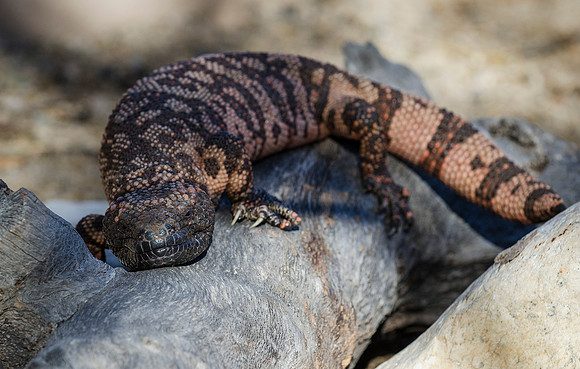 Gila Monster