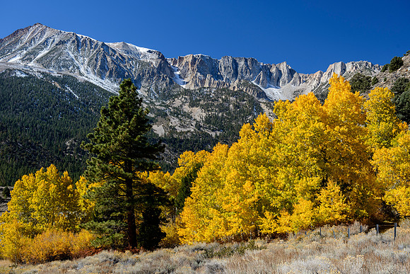 Sierra Gold