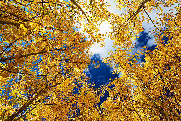 Aspen Grove