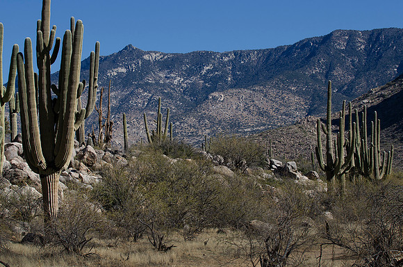 Tucson / Catalina State Park