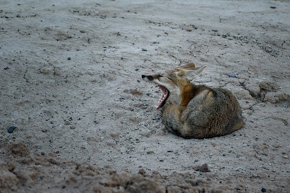 Zabriskie Yawn