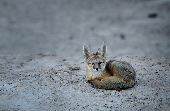 Death Valley Fox