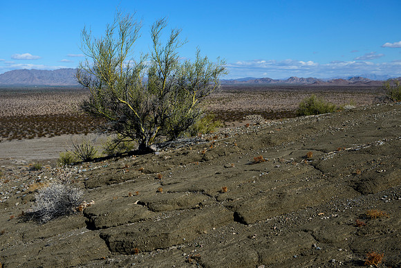 El Pinacate y Gran Desierto de Altar Biosphere Reserve - desert