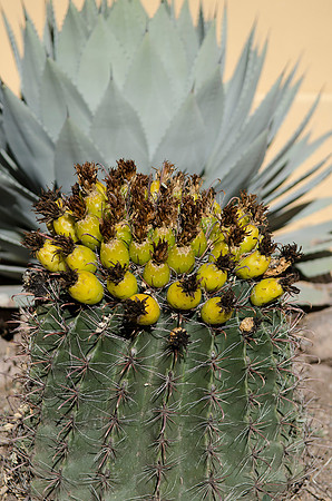 Tumacacori