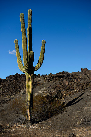 El Pinacate y Gran Desierto de Altar Biosphere Reserve - lava fields