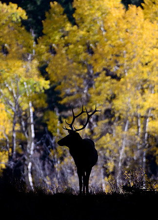 Golden Elk