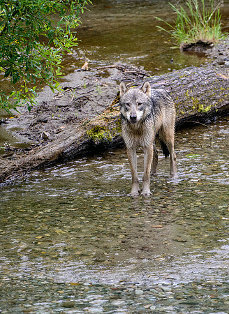 Posing Wolf