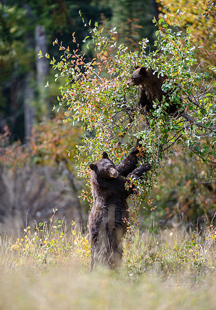 Lookout