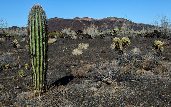 El Pinacate y Gran Desierto de Altar Biosphere Reserve - lava fields