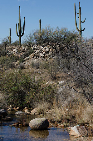 Tucson / Catalina State Park