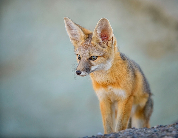 Fox