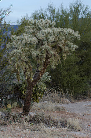Tucson / Catalina State Park