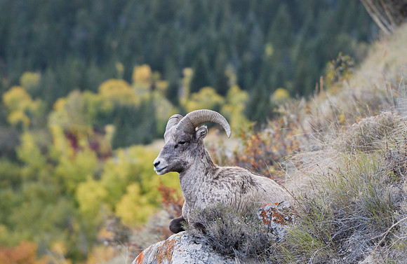 Fall Pose