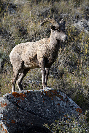 Rocky Posture