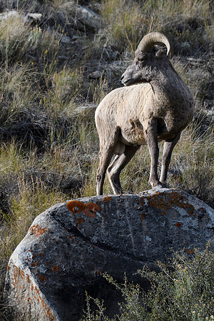 Rocky Look-Back