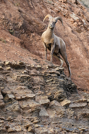 Cliff Pose