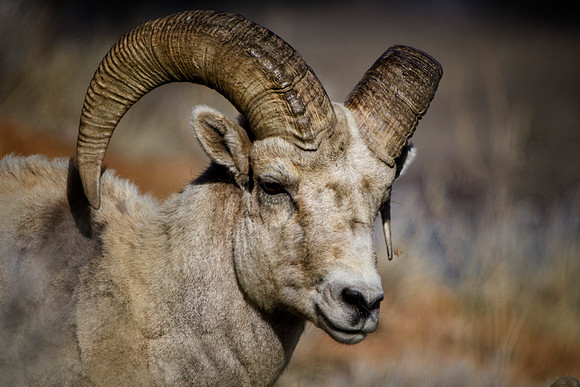 Bighorn Portrait
