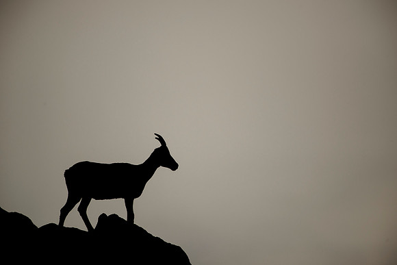 Outline Silhouette