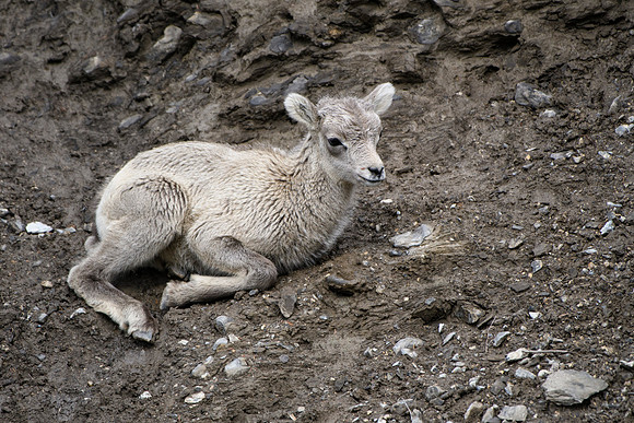 Baby Pose