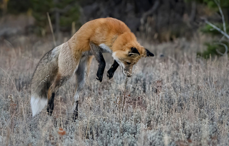 Jorn Vangoidtsenhoven Wildlife and Nature Photography | Pouncing Fox