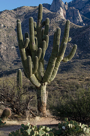 Tucson / Catalina State Park