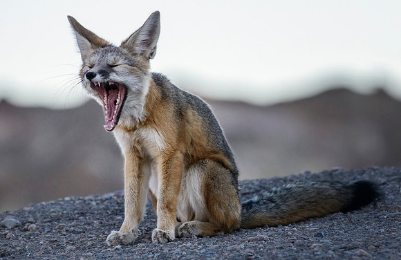 Death Valley Yawn