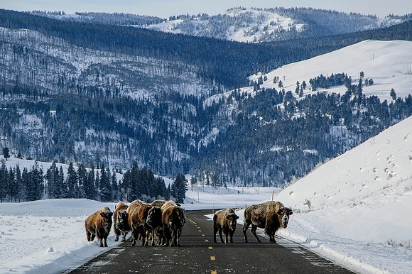 Road Block
