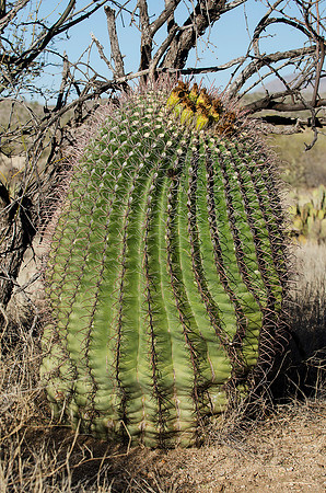 Tucson / Catalina State Park