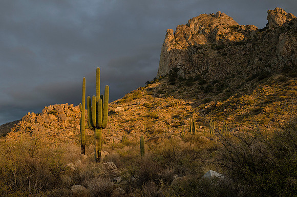 Tucson / Catalina State Park