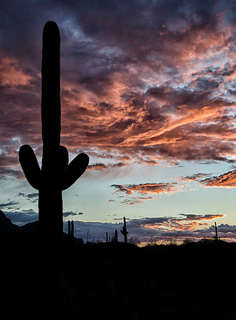 Saguaro Sunset