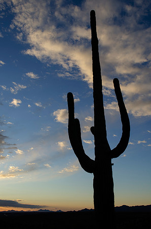 Tucson / Catalina State Park