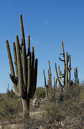 Tucson / Catalina State Park