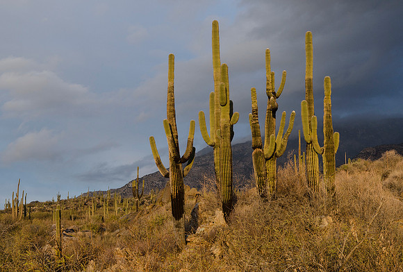 Tucson / Catalina State Park