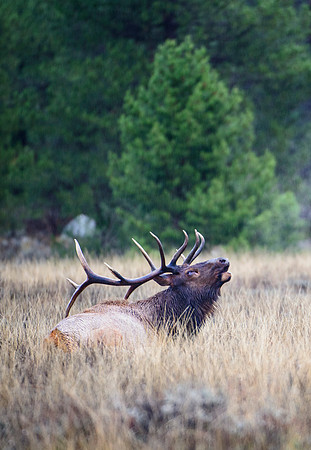 Rainy Teton Bugle