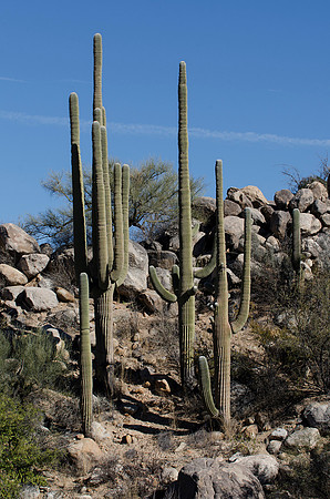 Tucson / Catalina State Park