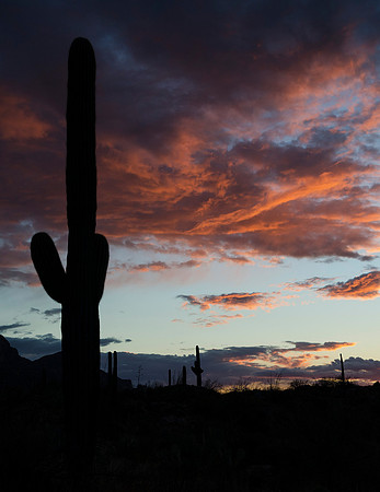 Tucson / Catalina State Park