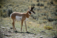Lamar Valley Pronghorn