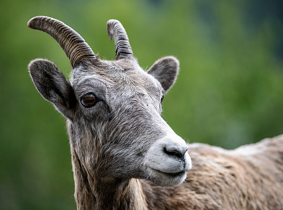Bighorn Portrait