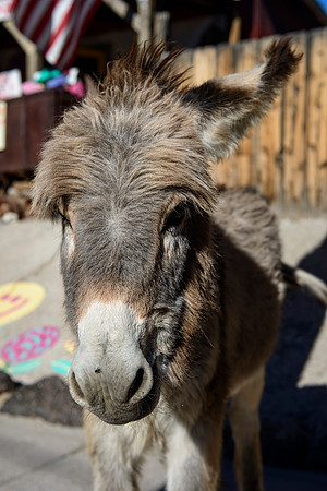 Wild donkeys (burros) in Oatman, AZ
