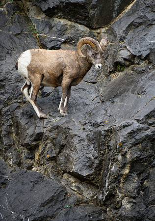 Bighorn Cliff
