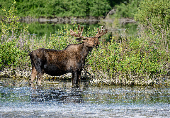 Colorful Teton Moose